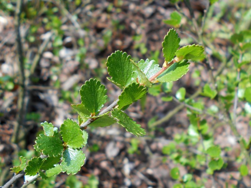 Берёза Betula Nana
