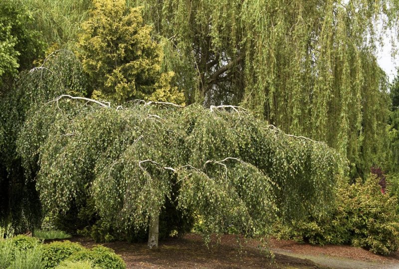 Береза повислая Юнги Betula pendula Youngii