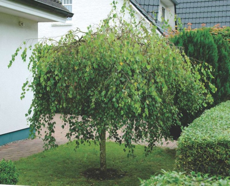 Береза повислая Юнги Betula pendula Youngii