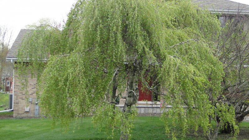 Берёза плакучая повислая