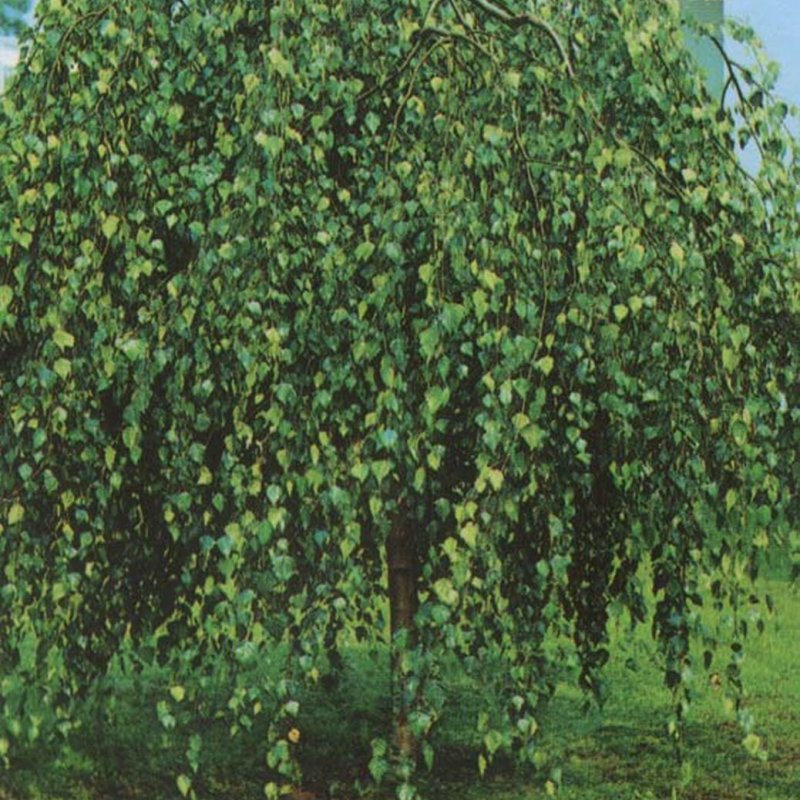 Береза плакучая Youngii