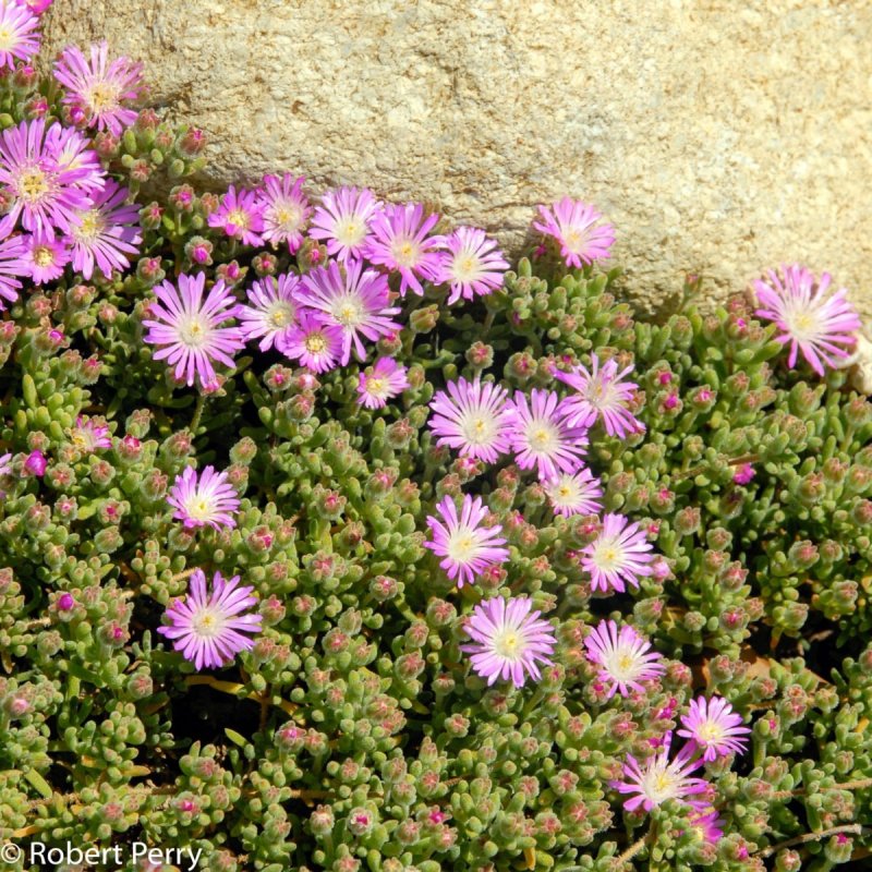 Delosperma Sundella Red