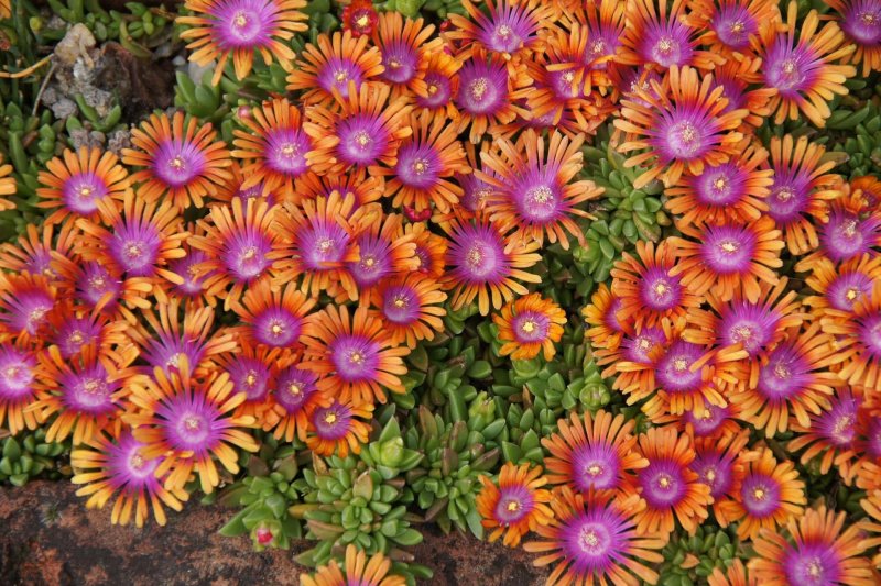 Делосперма Купера (Delosperma cooperi)
