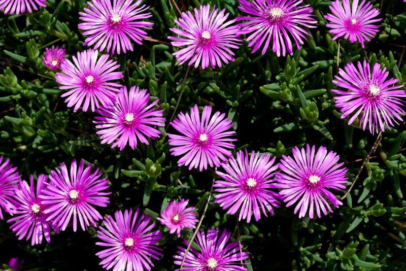 Delosperma cooperi 'Orange'