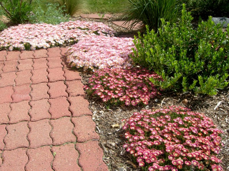 Drosanthemum eburneum