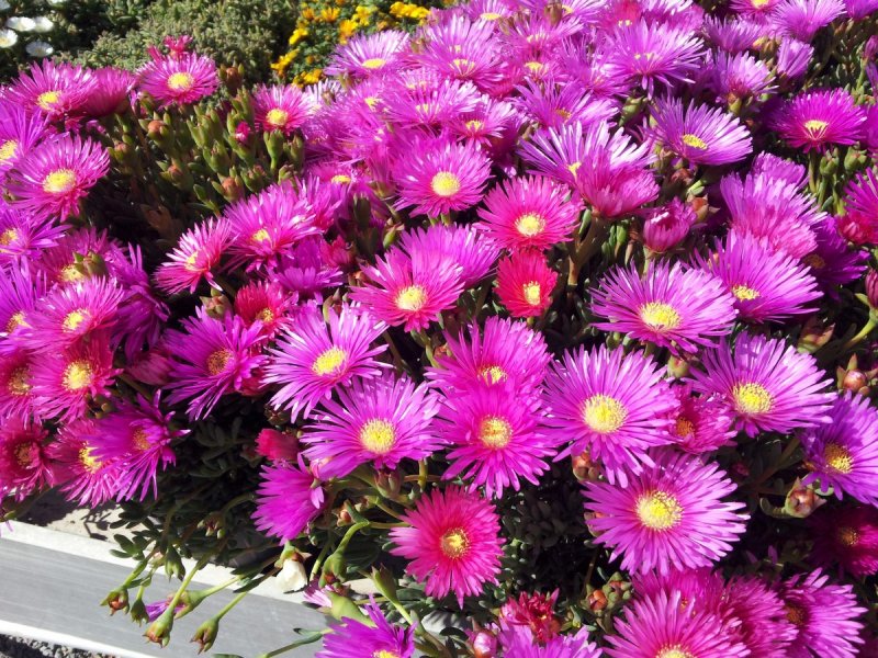 Mesembryanthemum Magenta