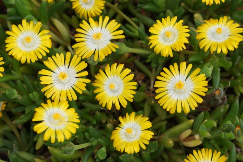 Делосперма Купера Yellow