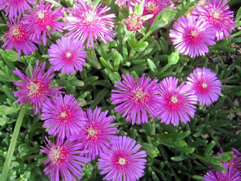 Делосперма sutherlandii