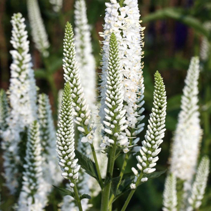 Вероника длиннолистная "Schneeriesin" (Veronica longifolia)