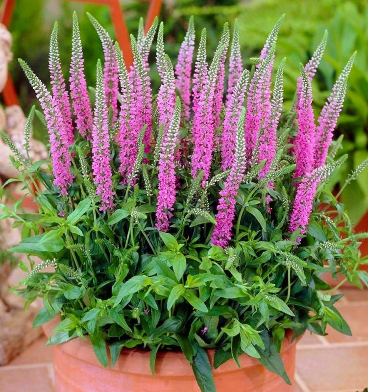 Вероника колосистая - Veronica spicata