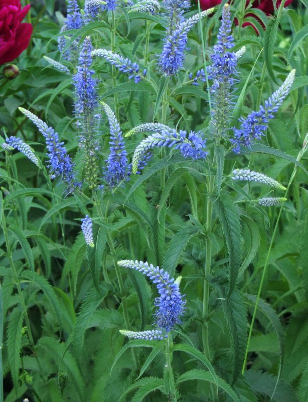 Вероника Veronica spicata Royal Candles