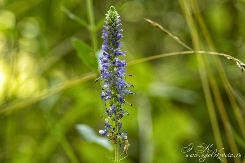 Вероника Veronica spicata Heidekind