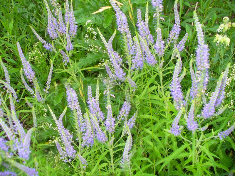 Вероника колосистая - Veronica spicata