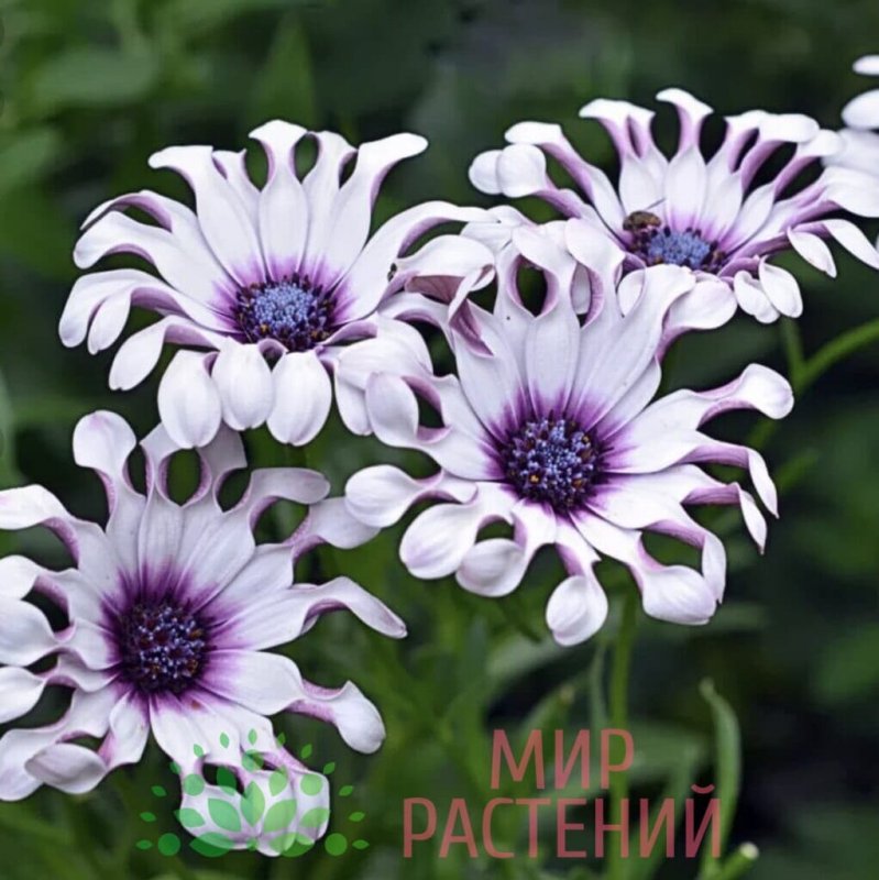 Гацания остеоспермум