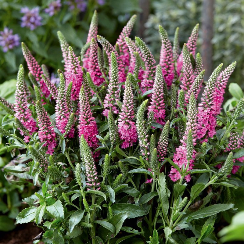 Veronica longifolia (Вероника длиннолистная) ‘Pink Shades’