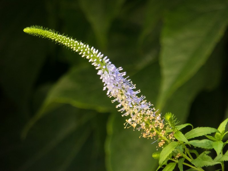Veronica longifolia Speedwell растение