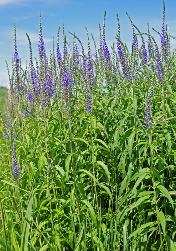 Вероника длиннолистная (Veronica longifolia)