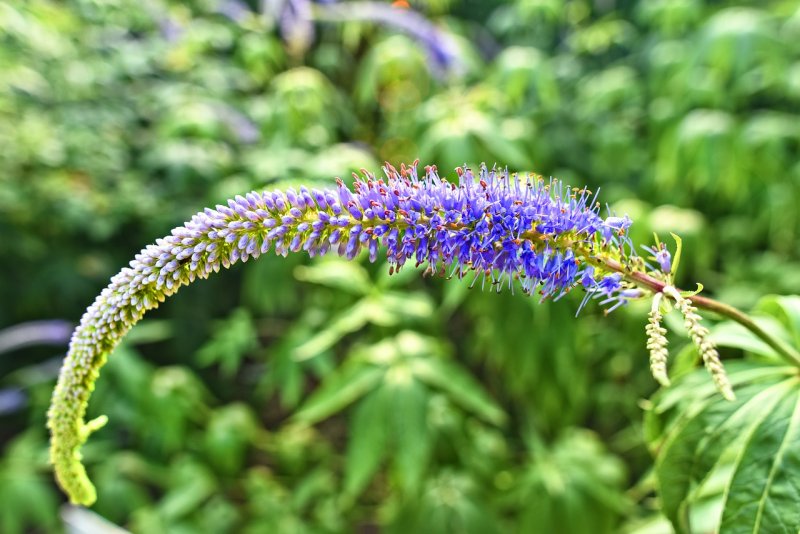 Вероника длиннолистная (Veronica longifolia `Blue Tone`)