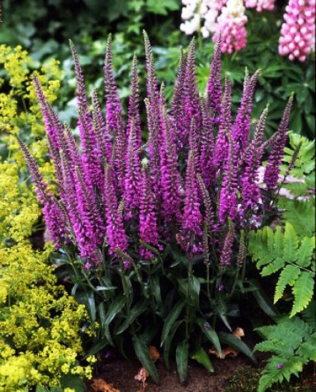 Veronica longifolia Eveline
