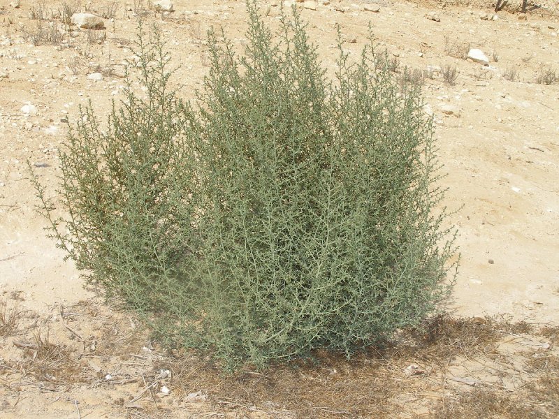 Прутняк Kochia prostrata
