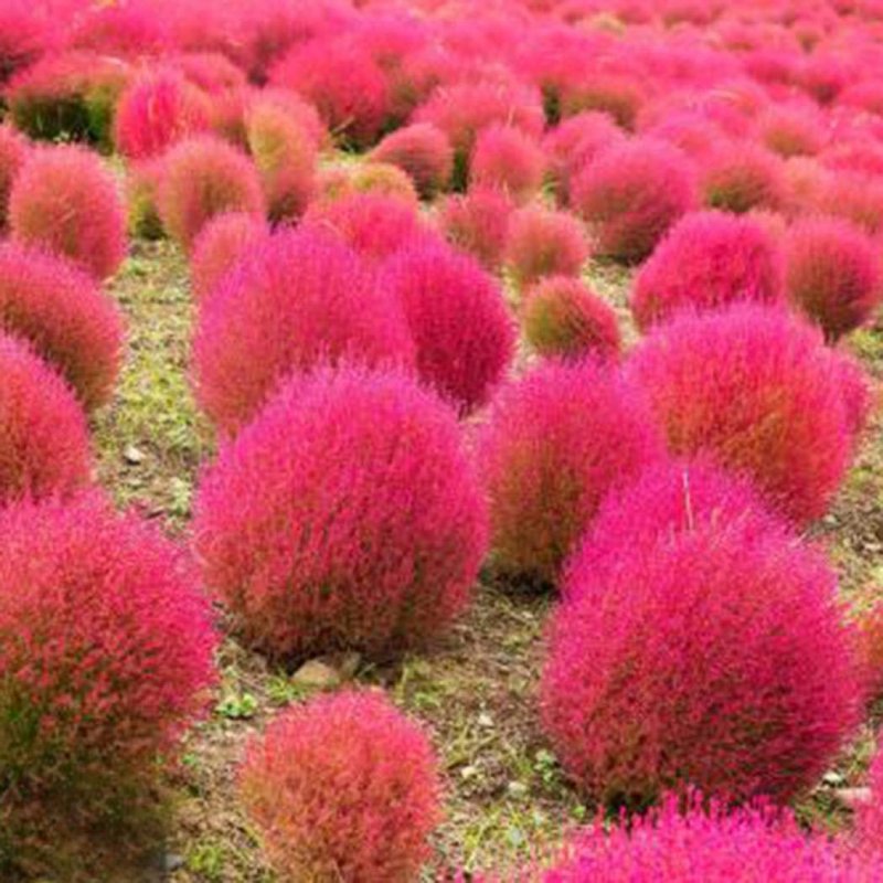Kochia sedifolia