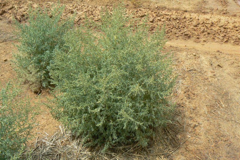 Прутняк (Kochia)