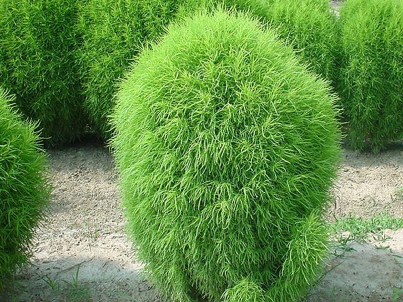Кохия сорняк