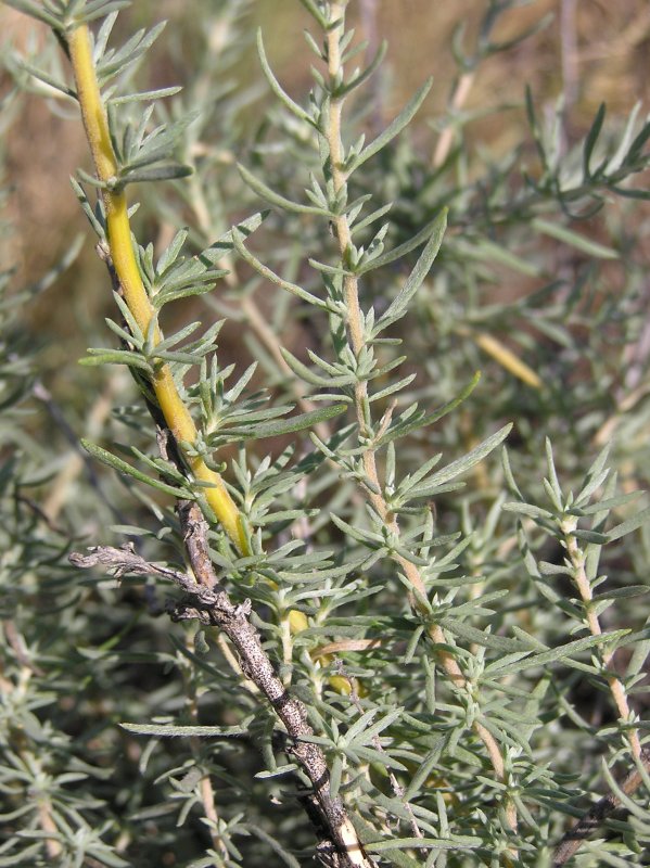 Кохия простертая (Kochia prostrata)
