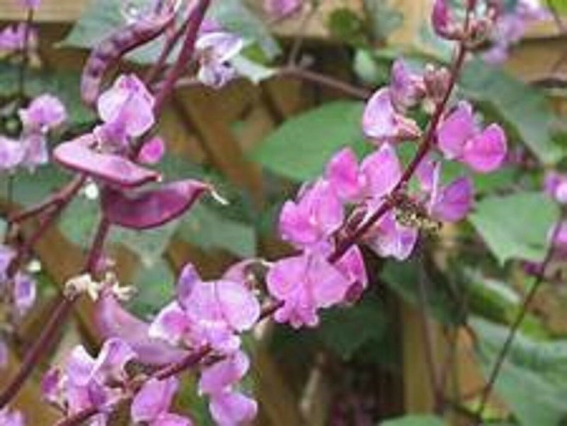 Пергола с лианами