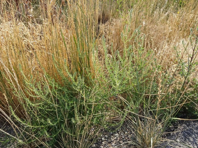 Crambe Scoparia