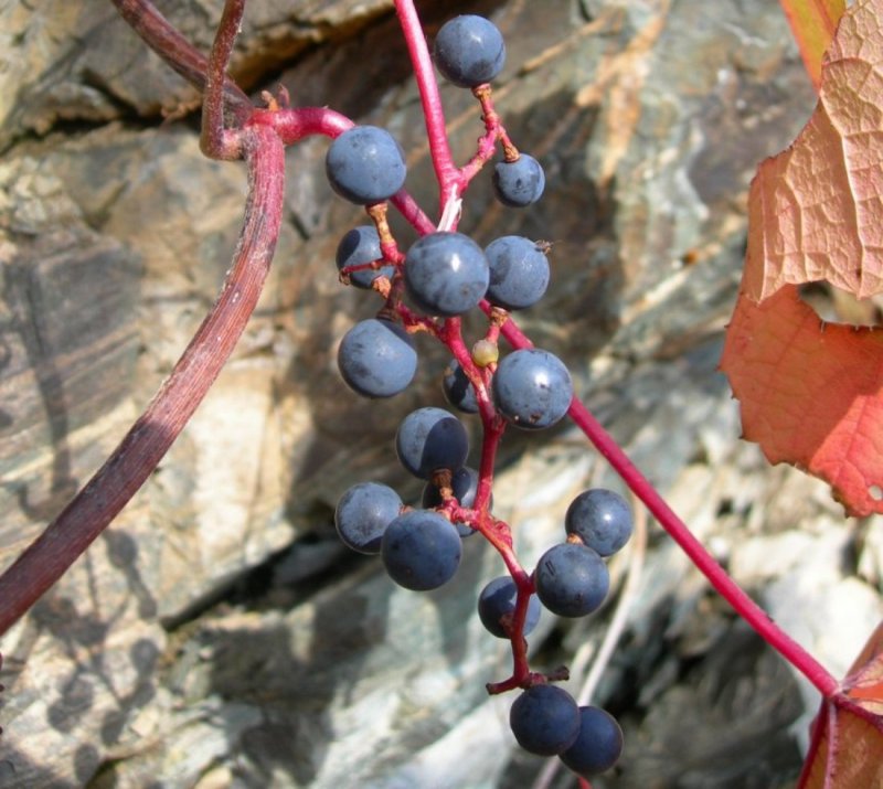 Виноград японский Vitis coignetiae