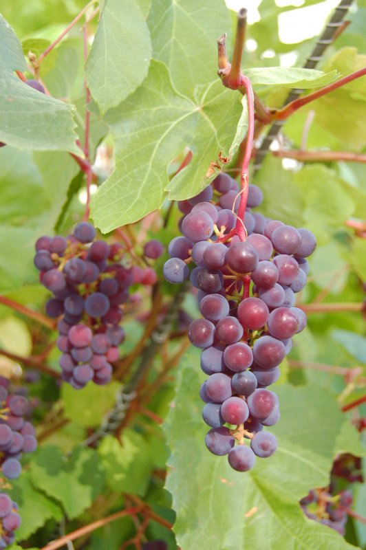 Виноград Амурский Vitis amurensis