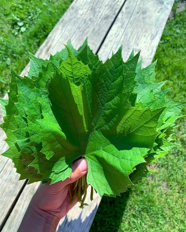 Виноград Амурский Vitis amurensis
