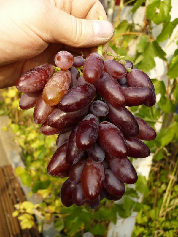 Виноград Амурский Vitis amurensis