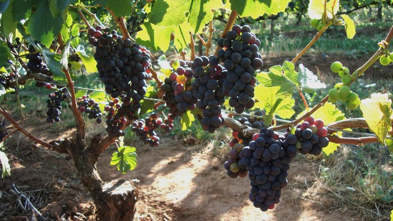 Виноград Куанье японский