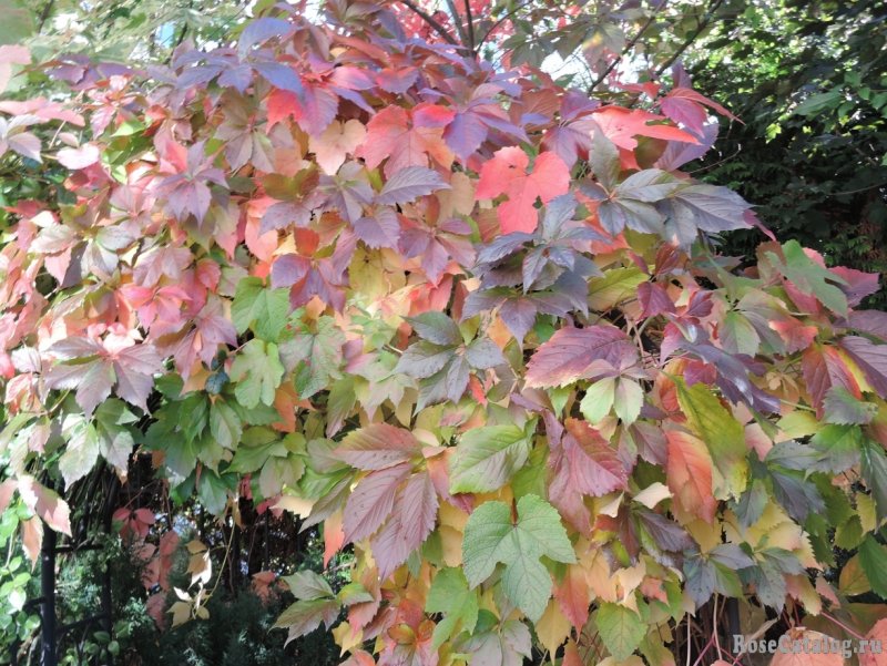 Vitis mustangensis