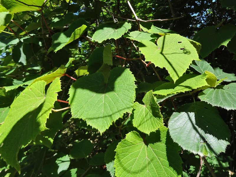 Виноград Куанье японский