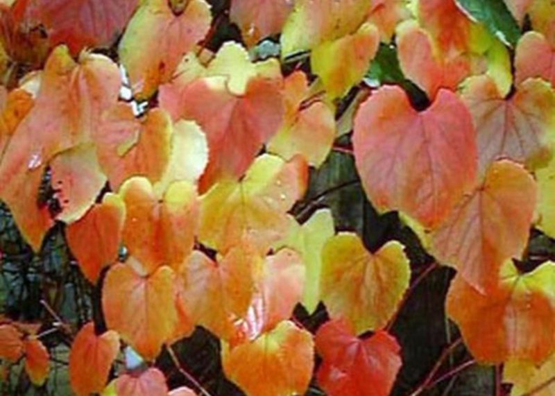 Виноград Амурский (Vitis amurensis Rupr.)