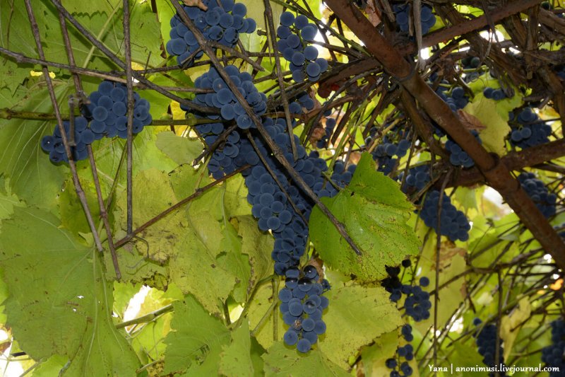 Виноград (Vitis) Rondo