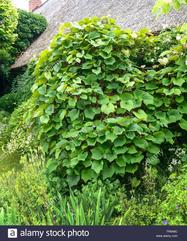 Vitis coignetiae