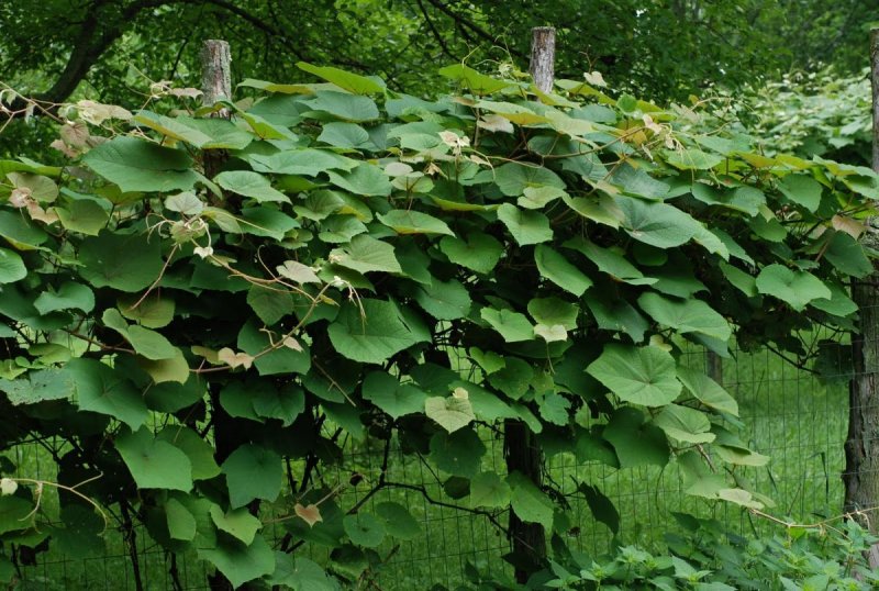 Виноград Куанье японский
