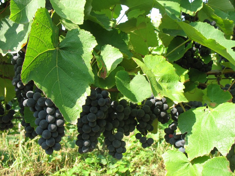 Виноград Амурский Vitis amurensis