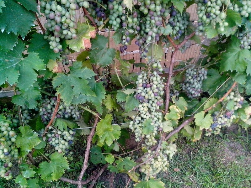 Виноград Куанье