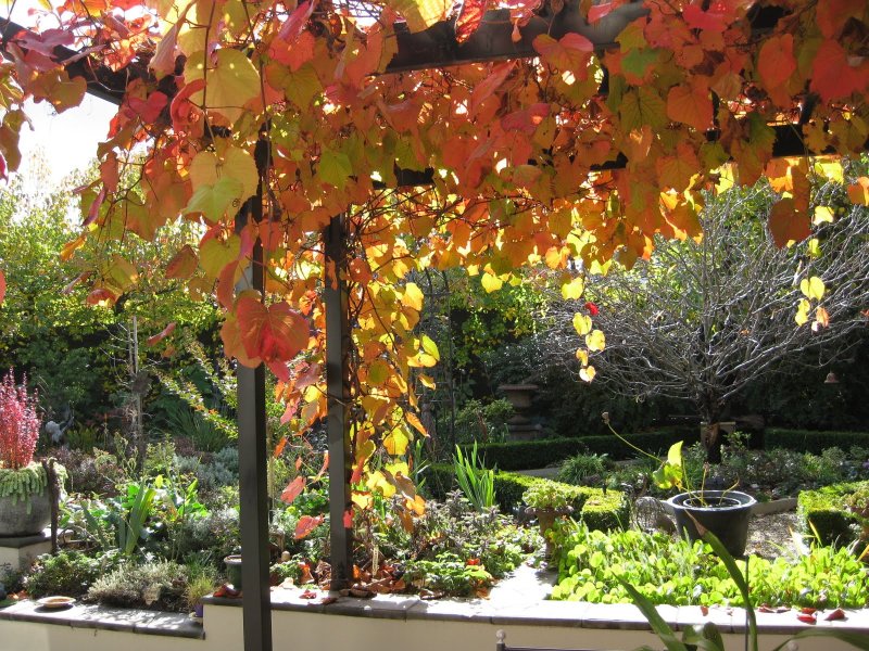 Виноград Куанье (японский) Vitis coignetiae