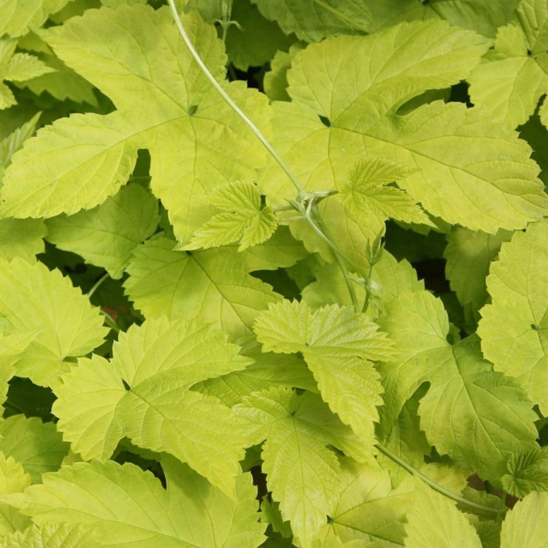 Виноград японский Vitis coignetiae