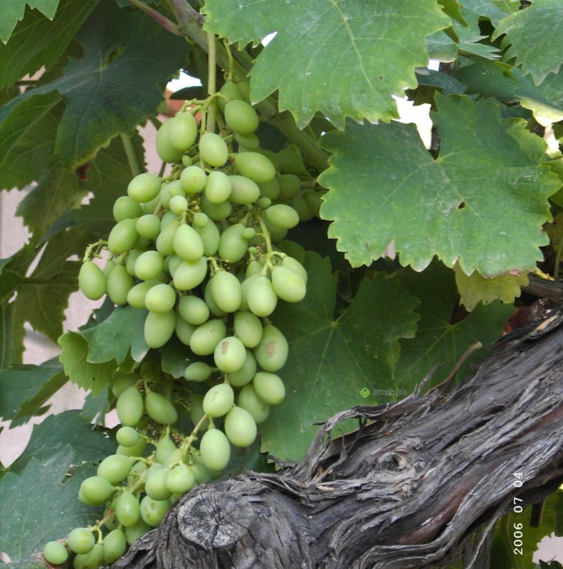 Плющ вечнозеленый (Hedera).