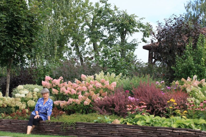 Клумба дерен Барбарис спирея