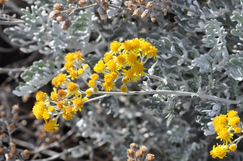 Цинерария (cineraria Senecio)