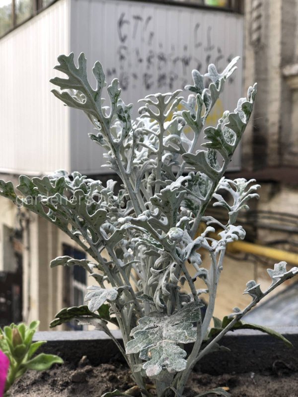 Цинерария Приморская cineraria maritima