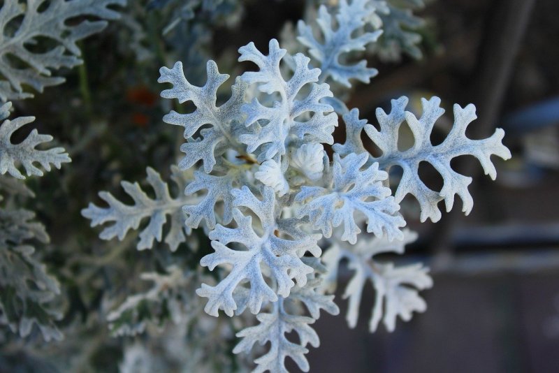 Цинерария Приморская (Senecio cineraria)